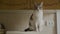 Cute american shorthaired striped cat reacts and looks to the camera