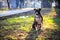 a cute american stafordshire terrier in a park