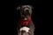 cute amstaff dog wearing red bandana and looking away