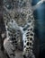 Cute amur leopard stalking its prey in the zoo