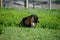 Cute Anglo-Nubian goat captured sitting on a grassland