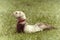 Cute angorra ferret on green grass in spring park