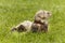 Cute angorra ferret on green grass in spring park