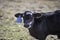 Cute Angus crossbred calf with blue ear tag and negative space