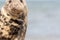 Cute animal close-up. Wild grey seal wildlife and nature image