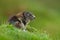 Cute animal. Fighting animals Marmot, Marmota marmota, in the grass with nature rock mountain habitat, Alp, Austria. Mormot with