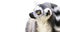 Cute animal lemur looks with surprised eyes