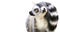 Cute animal lemur looks with surprised eyes