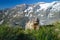 Cute animal Marmot, Marmota marmota, sitting in he grass, in the nature habitat, Grossglockner, Alp, Austria,