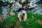 Cute animal Marmot, Marmota marmota, sitting in the green grass. Marmot in the nature rock habitat, Alp, France. Wildlife scene fr