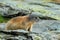 Cute animal Marmot, Marmota marmota, sitting on the stone, in the nature rock habitat, Grossglockner, Alp, Austria,