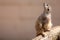 Cute animal nature image with copy space. Meerkat looking up