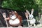 Cute animal statues of a raccoon Japanese Tanuki and a white r