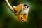 Cute animal. Wildlife Costa Rica. Squirrel monkey, sitting on the tree trunk with green leaves, Corcovado NP, Costa Rica