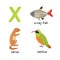 Cute Animal Zoo Alphabet. Letter X for x-ray fish, xantus, xerus