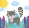 Cute animals, little raccoon grass plants leaves sunny day