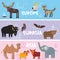 Cute animals set Parrot bison brown bear Camel sheep, cow elephant booby moose wolf bat deer, kids background Europe Asia Eurasia