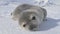 Cute antarctic weddell seal baby muzzle front view