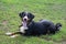 Cute appenzeller sennenhund puppy is lying on a green grass in the summer park. Pet animals.