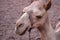 Cute arabic camel head, Sharm el Sheikh, Egypt