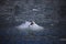 Cute arctic bird resting on a small iceberg. Svalbard