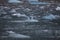 Cute arctic birds resting on a small iceberg. Svalbard