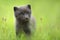 Cute Arctic fox cub in the meadow