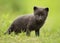 Cute Arctic fox cub in the meadow