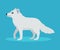 Cute arctic fox or polar fox icon, isolated on blue background, vector