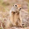 Cute Arctic ground squirrel Urocitellus parryii