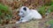 Cute arctic polar fox rests at forest floor in the early winter