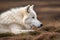 Cute arctic Wolf portrait, wild animal concept