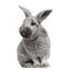 Cute Argente rabbit