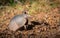 Cute armadillo on ground