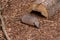 Cute armadillo sits on sawdust near lying big wooden trunk