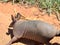 cute armadillo walking on the pasture. Xenarthra. Dasypus novemcinctus