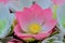 Cute Artificial pink lotus flowers or Water Lily. Artificial lot