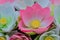 Cute Artificial pink lotus flowers or Water Lily. Artificial lot