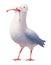 Cute artistic seagull cartoon design isolated on white
