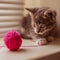 Cute ashy kitten playing with a pink ball of thread on the windowsill
