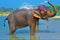 Cute Asian elephant blowing water out of his trunk