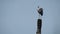 Cute Asian openbill or Asian openbill stork bird Anastomus oscitans on top of a coconut tree stump