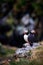 Cute Atlantic Puffin - ratercula arctica in Borgarfjordur eystri ,Iceland.