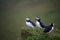 Cute Atlantic Puffin - ratercula arctica in Borgarfjordur eystri ,Iceland