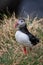 Cute Atlantic Puffin - ratercula arctica in Borgarfjordur eystri ,Iceland.