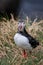 Cute Atlantic Puffin - ratercula arctica in Borgarfjordur eystri ,Iceland.