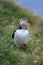 Cute Atlantic Puffin - ratercula arctica in Borgarfjordur eystri ,Iceland.