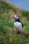 Cute Atlantic Puffin - ratercula arctica in Borgarfjordur eystri ,Iceland.