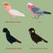 Cute Australia Cockatoo, parrot bird vector illustration set, Galah, Major Mitchell cockatoo, Leadbeater, pink cockatoo, Red-