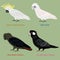 Cute Australia Cockatoo, parrot bird vector illustration set, Sulphur-crested Cockatoo, Little Corella, Glossy Black Cockatoo,